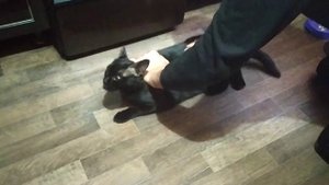 как помочь кошке во время течки