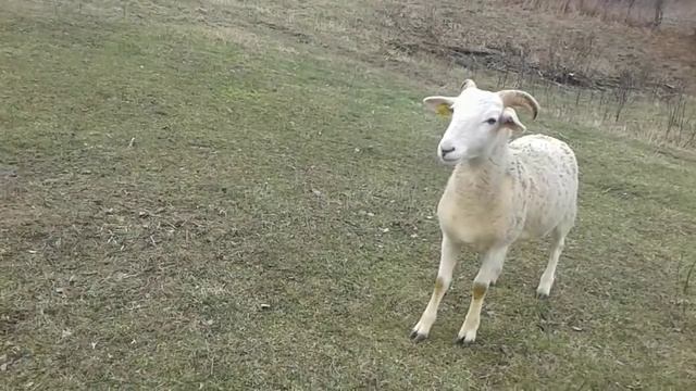 Овцы. Как мы содержим овец. смотреть онлайн