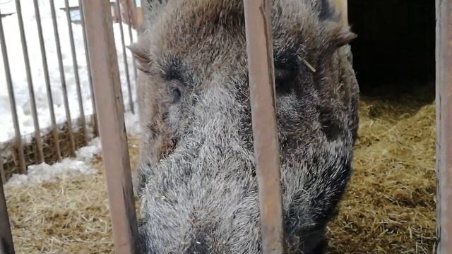 Кабан гурман.#кабан#секач#вепрь# смотреть онлайн