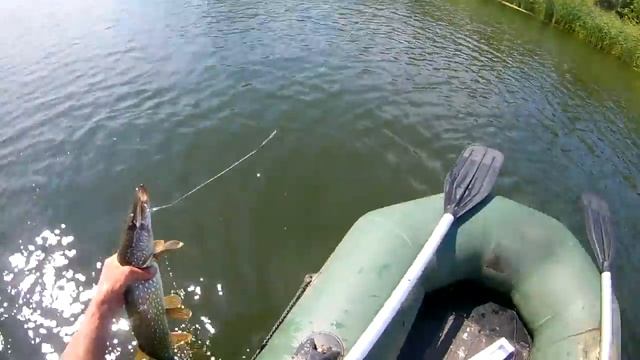 Щука и окунь на спиннинг в августе.(Отчёт за две рыбалки) смотреть онлайн