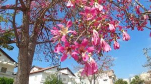 Чорисия . Сейба . Розовое шёлковое дерево .