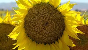 ВИДЕО 4К UHD Samsung 4K Demo׃ Nature демо ультра hd
