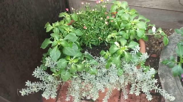 Lots of changes in the courtyard!