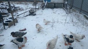 Порода индоуток, прошу помочь отличить