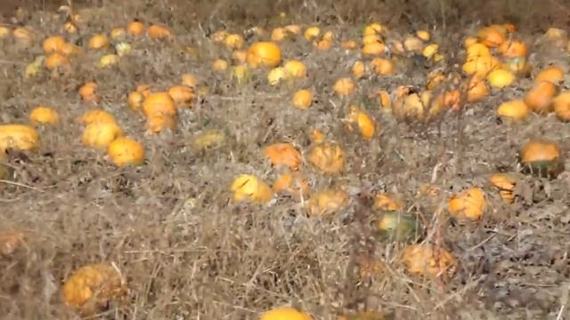 Гарбузи украінська багатоплідна вирощую без саповок і прополок смотреть онлайн