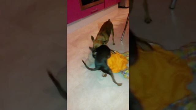 Той-терьеры смотреть онлайн