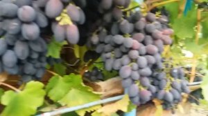 Калининградский виноград. Кодрянка.