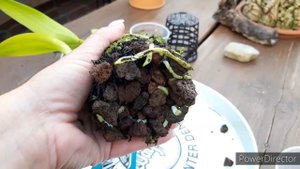 Орхидеи. Миф или реальность Как наращивает корни Каттлея в "болоте". Каттлея пересадка.