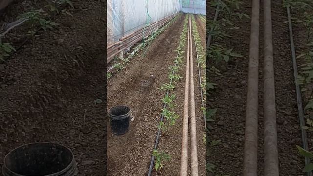 Кальций нитрат. Борная кислота. Гуми. смотреть онлайн