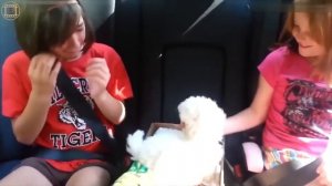 Собака лучший подарок. Эмоции на подарки