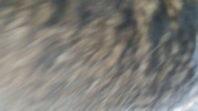 Рост и развитие млекопитающих. День двадцать пятый. смотреть онлайн