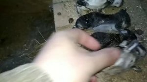 Кролики в вольере. Первый отрицательный опыт содержания