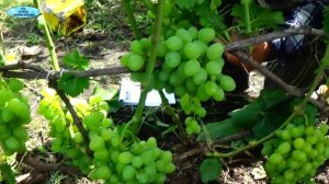 Обзор классного сорта винограда Мадонна.