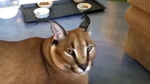 как "мяукает" каракал