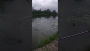 Стрелецкий Ручей 29/06.... Ловим клариевого сома