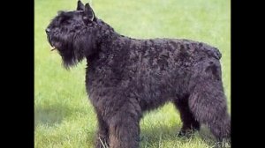 Bouvier des Ardennes (Арденский бувье)