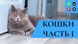 КОШКИ – интересные факты. Часть 1