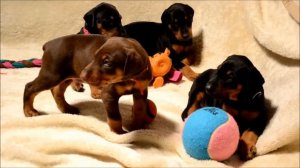 5 week old Doberman Puppies playing