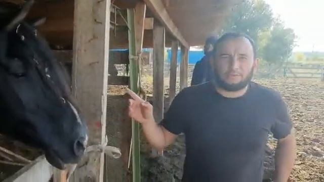 Йорга Ногайская порода лошадей смотреть онлайн