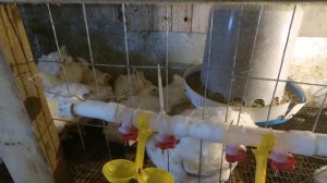 Автономное содержание Бройлеров на ДАЧЕ