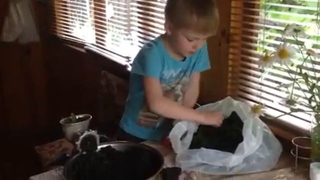 Вишневый чай из молодых листочков поросли вишни своими руками. (19.06.2017г)