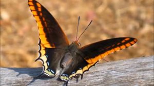 Cамые красивые бабочки планеты