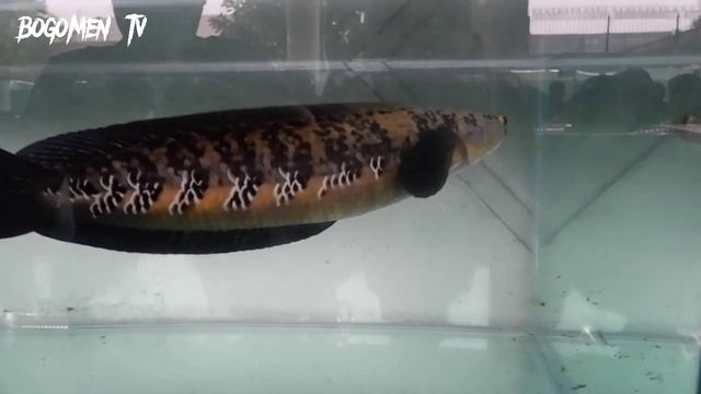 KONTES CHANNA VAN JAVA BANDUNG "Bokep juara 1 red progres & juara 2 yellow jumbo смотреть онлайн