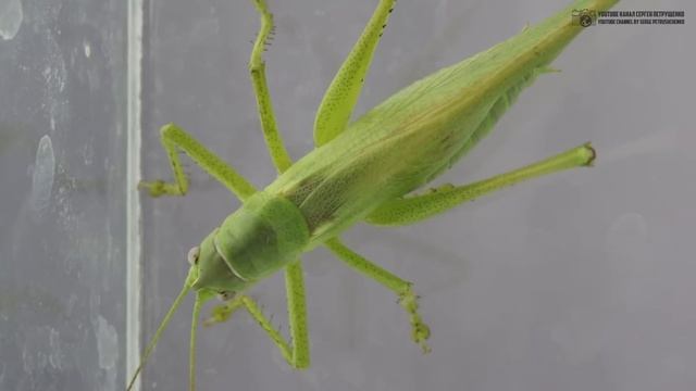 В траве сидел кузнечик. Разрушение детских мифов. // Clever Cricket смотреть онлайн