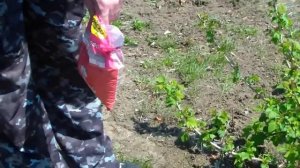 Подкормка смородины весной.