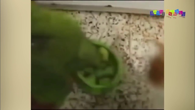 Смешные и милые животные. Подборка, компиляция. смотреть онлайн