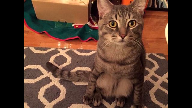 Пара приютила бродячего кота и обнаружила, что он не такой, как другие коты смотреть онлайн