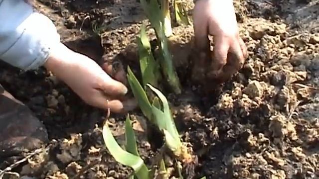 Корневище ириса нужно отрыть и открыть смотреть онлайн