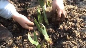 Корневище ириса нужно отрыть и открыть