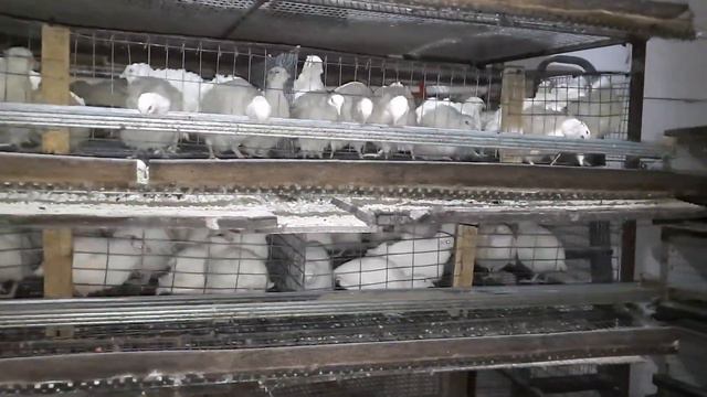 #172 Наши перепела. Поменяли инкубатор. смотреть онлайн