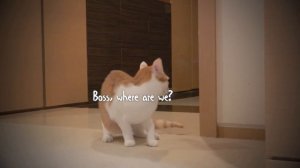 You Ready? | Kittisaurus Villains