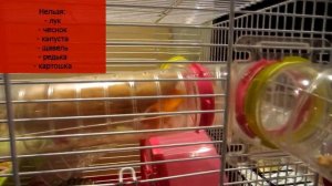 РАЦИОН СИРИЙСКОГО ХОМЯКА || Овощи, зелень, фрукты что можно, что нельзя