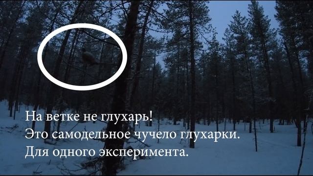 Тест фотодомика. Фотографируем глухарей.