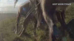 СЕВЕРНЫЙ ОЛЕНЬ