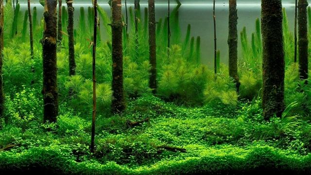 КАК Я НАСРАЛ ПОД ДЕРЕВОМ В ЛАЗЕРТАГЕ смотреть онлайн