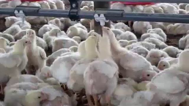 Ниппельные поилки в хозяйстве смотреть онлайн