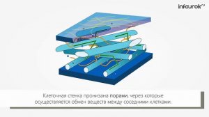 Сходство и различия в строении клеток грибов, растений и животных | Биология 10 класс #13 | Инфоуро