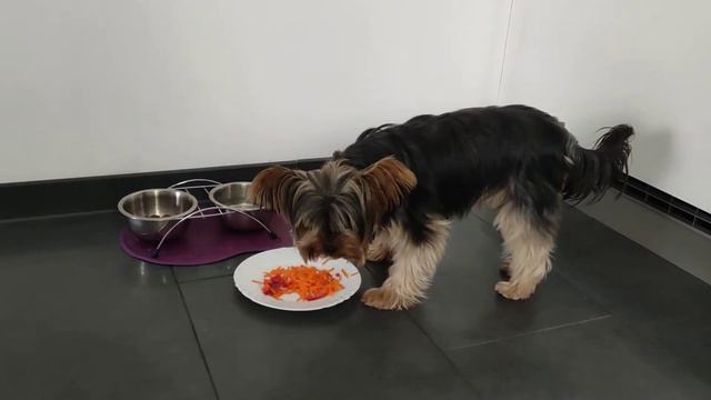 Йорк и её вкусные витамины смотреть онлайн