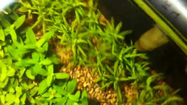 10 gallon pogostemon helferi 1 month смотреть онлайн