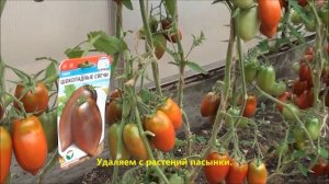 Обзор томата Шоколадные свечи в Сибири.