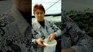 Первые подкормки помидор в теплице.