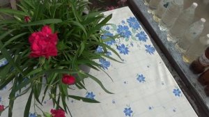 Гвоздика многолетняя,на зиму домой.
