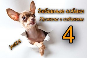 Забавные собаки / Приколы с собаками #4