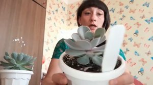 Мои 4 вида эхеверий