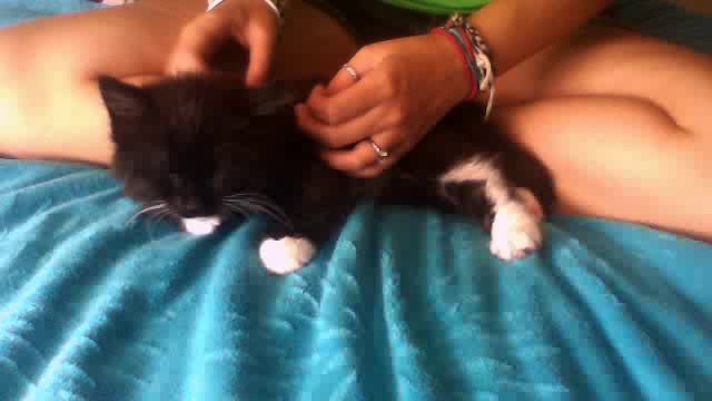 How to put a harness on your cat/kitten смотреть онлайн