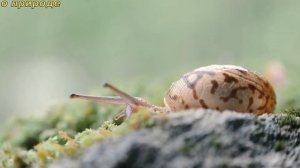 ИНТЕРЕСНЫЕ ФАКТЫ ОБ УЛИТКАХ.